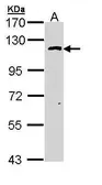 Anti-O-GlcNAc transferase antibody [N1N2], N-term used in Western Blot (WB). GTX110136
