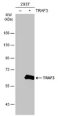 Anti-TRAF3 antibody [N1C1] used in Western Blot (WB). GTX110152