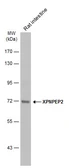 Anti-XPNPEP2 antibody [N2C2], Internal used in Western Blot (WB). GTX110170