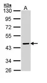 Anti-SERPINA10 antibody [N3C3] used in Western Blot (WB). GTX110252