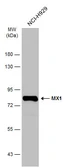 Anti-MX1 antibody [N2C2], Internal used in Western Blot (WB). GTX110256