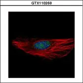 Anti-RBM28 antibody used in Immunocytochemistry/ Immunofluorescence (ICC/IF). GTX110268