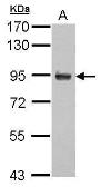 Anti-APBB2 antibody used in Western Blot (WB). GTX110271