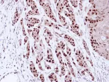 Anti-MCM7 antibody [N2C2], Internal used in IHC (Paraffin sections) (IHC-P). GTX110278