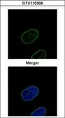 Anti-Lamin B2 antibody used in Immunocytochemistry/ Immunofluorescence (ICC/IF). GTX110309