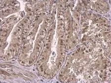 Anti-Rb2 / p130 antibody used in IHC (Paraffin sections) (IHC-P). GTX110329