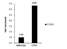 Anti-EZH2 antibody used in ChIP assay (ChIP assay). GTX110384