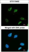 Anti-SMC3 antibody [C2C3], C-term used in Immunocytochemistry/ Immunofluorescence (ICC/IF). GTX110402
