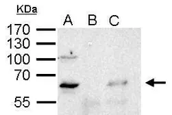 Anti-YY1 antibody used in Immunoprecipitation (IP). GTX110442