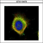 Anti-Fatty Acid Synthase antibody [N1N2], N-term used in Immunocytochemistry/ Immunofluorescence (ICC/IF). GTX110470