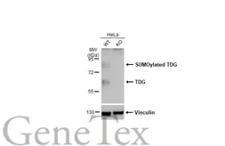 Anti-TDG antibody used in Western Blot (WB). GTX110473