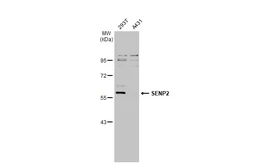Anti-SENP2 antibody [N1], N-term used in Western Blot (WB). GTX110504
