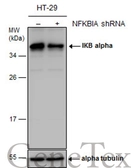 Anti-IKB alpha antibody used in Western Blot (WB). GTX110521