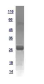Human IL6 protein, His tag. GTX110527-pro