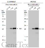 Anti-IL6 antibody used in Western Blot (WB). GTX110527