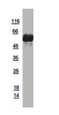 Human Caspase 3 protein, GST tag. GTX110543-pro
