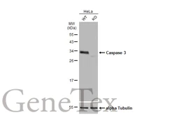 Anti-Caspase 3 antibody used in Western Blot (WB). GTX110543