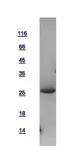 Human FADD protein, His tag. GTX110546-pro