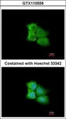 Anti-PCMT1 antibody used in Immunocytochemistry/ Immunofluorescence (ICC/IF). GTX110556