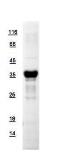 Human APE1 protein, His tag. GTX110558-pro