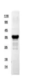 Human APE1 protein, His tag. GTX110558-pro