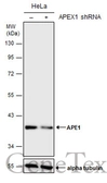 Anti-APE1 antibody used in Western Blot (WB). GTX110558