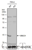 Anti-ERCC1 antibody [N1C3] used in Western Blot (WB). GTX110562