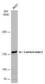 Anti-Laminin beta 3 antibody [C1C3] used in Western Blot (WB). GTX110583