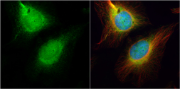 Anti-CDC45L antibody [N3C3] used in Immunocytochemistry/ Immunofluorescence (ICC/IF). GTX110586