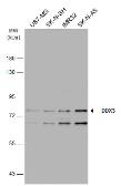 Anti-DDX3 antibody [N3C2], Internal used in Western Blot (WB). GTX110614