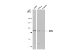 Anti-DDX3 antibody [N3C2], Internal used in Western Blot (WB). GTX110614