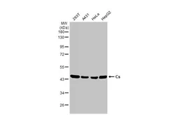 Anti-Citrate synthase antibody [N2C3] used in Western Blot (WB). GTX110624