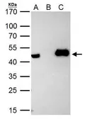 Anti-HAT1 antibody used in Immunoprecipitation (IP). GTX110643