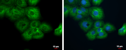 Anti-MAP4 antibody used in Immunocytochemistry/ Immunofluorescence (ICC/IF). GTX110656