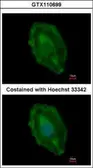 Anti-Aspartoacylase antibody used in Immunocytochemistry/ Immunofluorescence (ICC/IF). GTX110699
