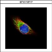 Anti-alpha Tubulin antibody used in Immunocytochemistry/ Immunofluorescence (ICC/IF). GTX110717
