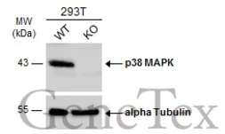 Anti-p38 MAPK antibody [N1C3-2] used in Western Blot (WB). GTX110720