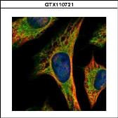 Anti-PEX19 antibody used in Immunocytochemistry/ Immunofluorescence (ICC/IF). GTX110721