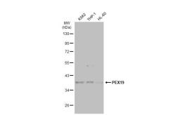 Anti-PEX19 antibody used in Western Blot (WB). GTX110721
