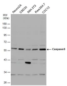 Anti-Caspase 8 antibody used in Western Blot (WB). GTX110723