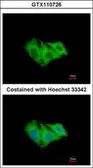 Anti-CKII alpha antibody [N1C3] used in Immunocytochemistry/ Immunofluorescence (ICC/IF). GTX110726
