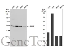 Anti-NUF2 antibody used in Western Blot (WB). GTX110734