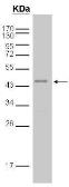 Anti-GST tag antibody used in Immunoprecipitation (IP). GTX110736