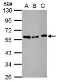 Anti-STAMBP antibody used in Western Blot (WB). GTX110754