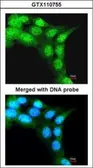 Anti-FBXL3 antibody used in Immunocytochemistry/ Immunofluorescence (ICC/IF). GTX110755