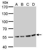 Anti-ATP6V1B2 antibody used in Western Blot (WB). GTX110783