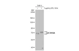 Anti-ZC3H12A antibody used in Western Blot (WB). GTX110808