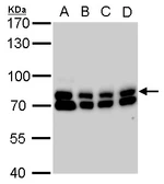 Anti-GTPBP4 antibody used in Western Blot (WB). GTX110826