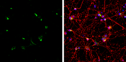 Anti-Sortilin 1 antibody [C1C3] used in Immunocytochemistry/ Immunofluorescence (ICC/IF). GTX110857
