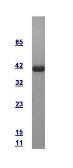 Human GADD45B protein, GST tag. GTX110978-pro